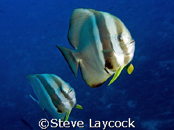 Batfish - one of my favourite fish. Theses guys were gett... by Steve Laycock 